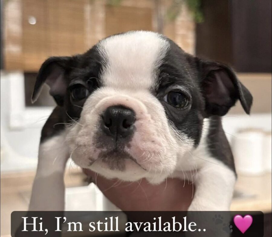 3 Boston Terrier Puppies Still Available!!