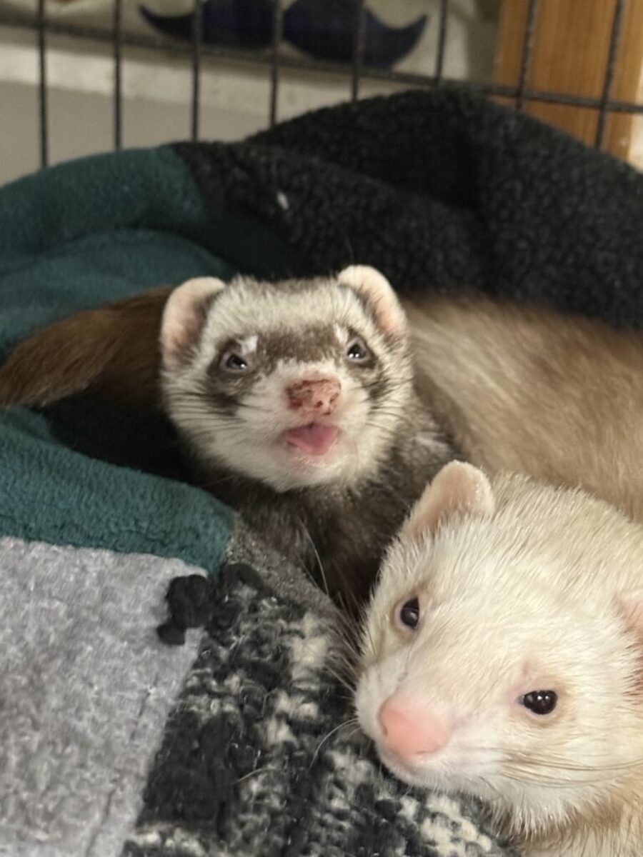 Bonded ferrets