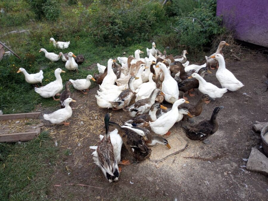 Hatching Eggs and Ducklings for sale or barter