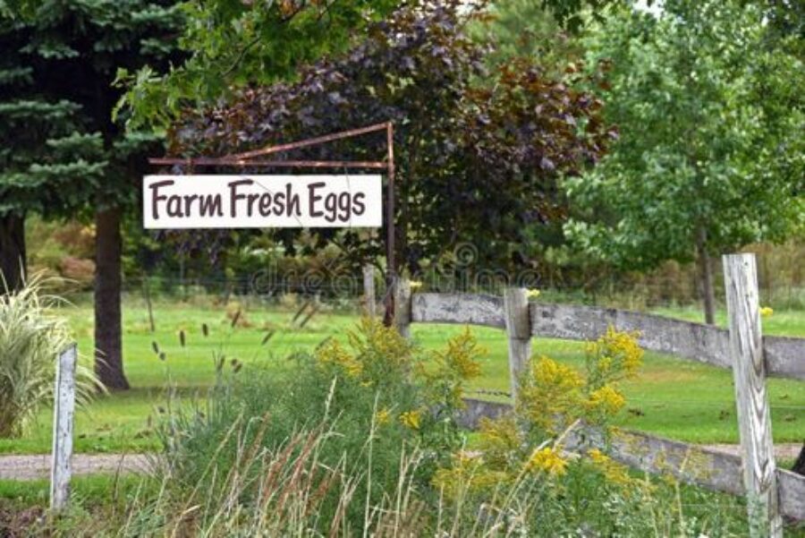 Free Range Farm Eggs for sale or barter