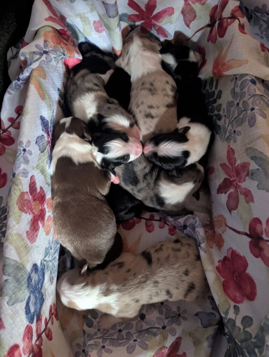 Mini Australian Shepherds Puppies