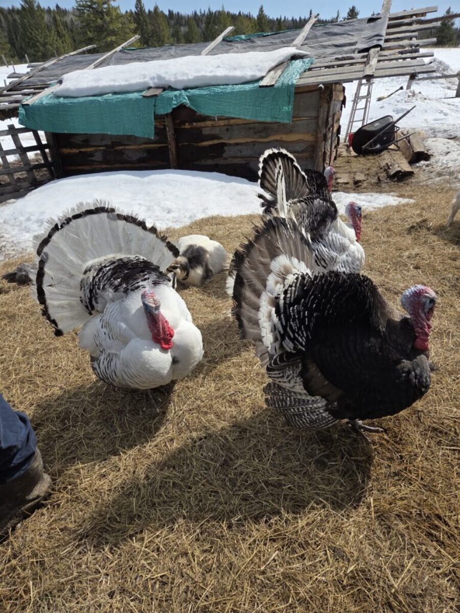 🦃 Heritage Turkeys for Sale 🦃