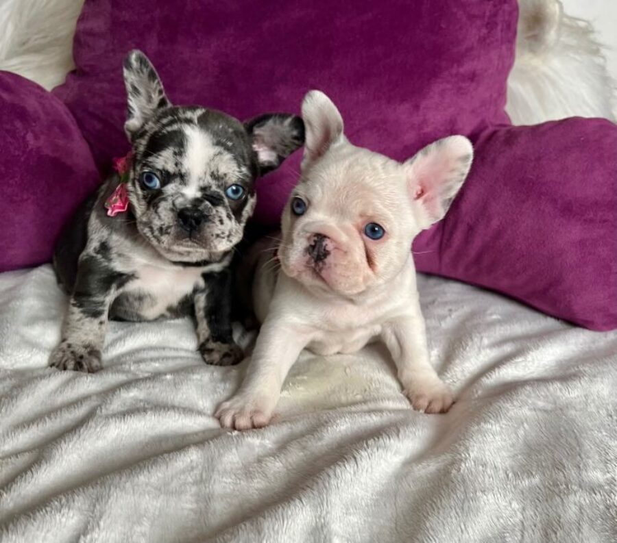Adorable French Bulldog Puppies
