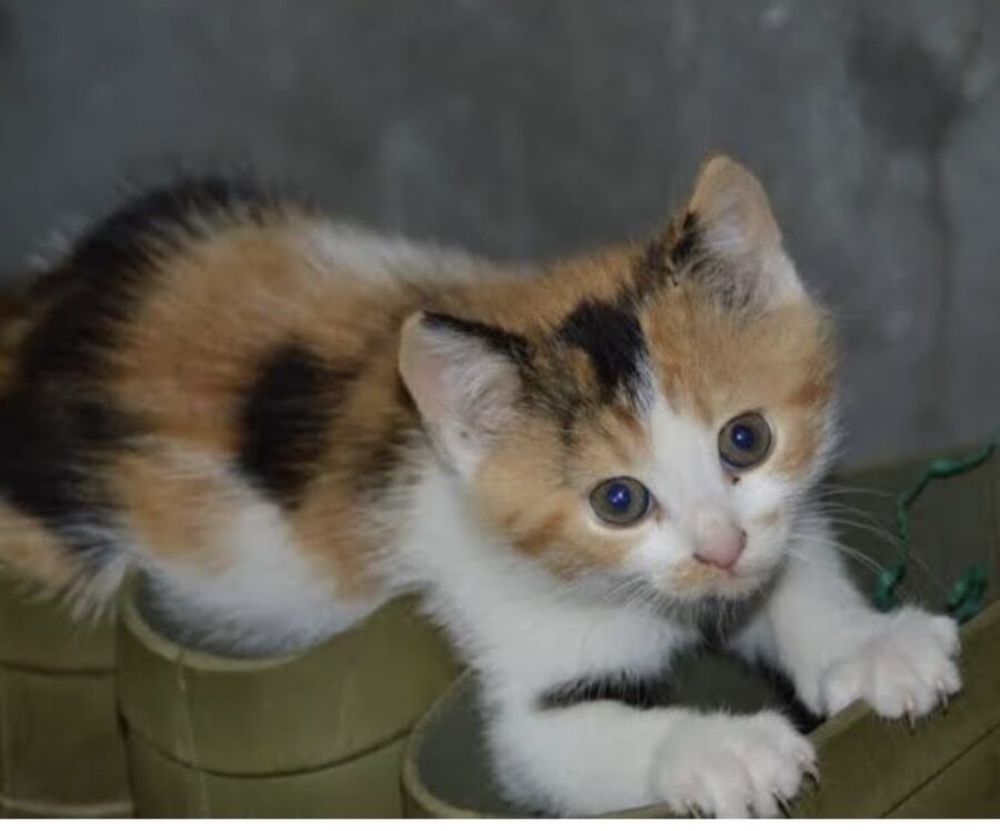 Looking for calico kitten