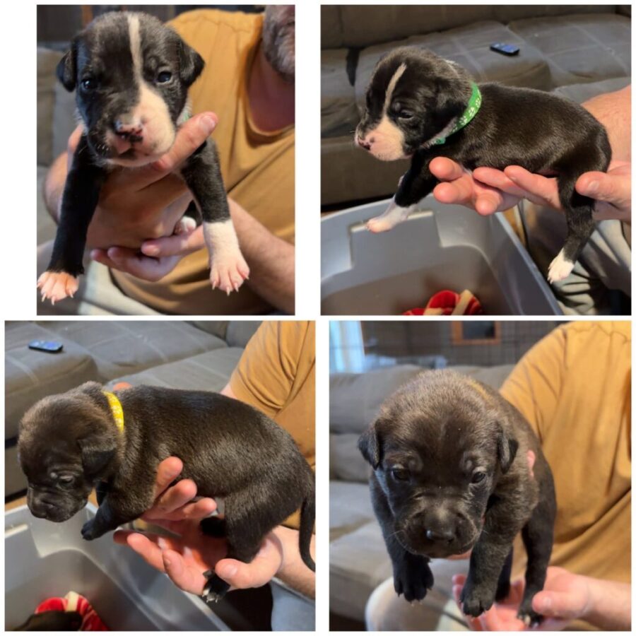 Baileys bunch (lab mixes)