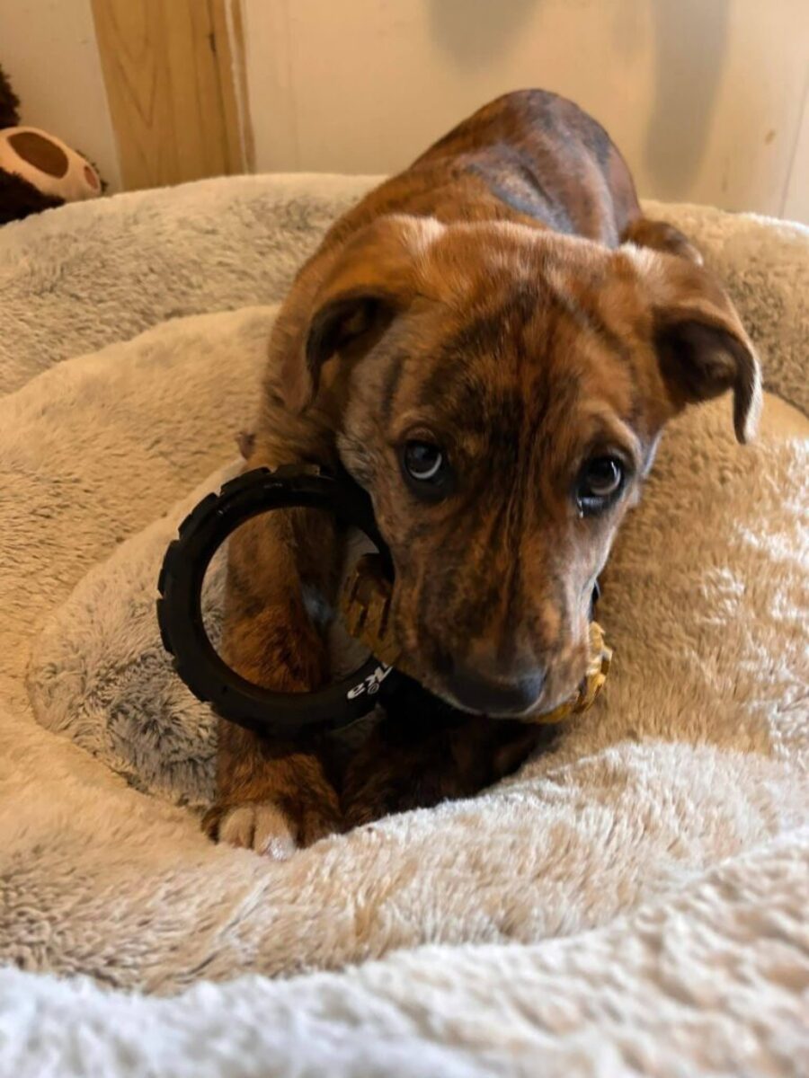 Available for Adoptions thru Second Chance Pet Network – Dryden