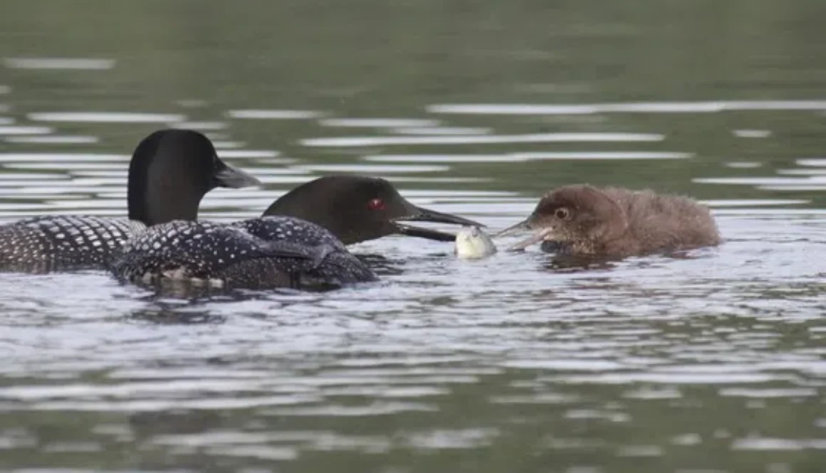 Loons-DNR-1