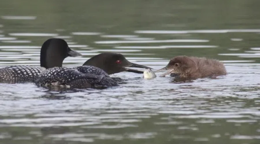 West Nile Found in Dead Loons In Minnesota