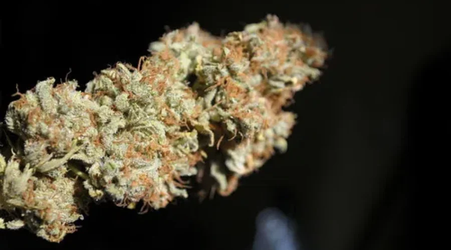 Pardons To Now Be Issued For Cannabis Possession Convictions