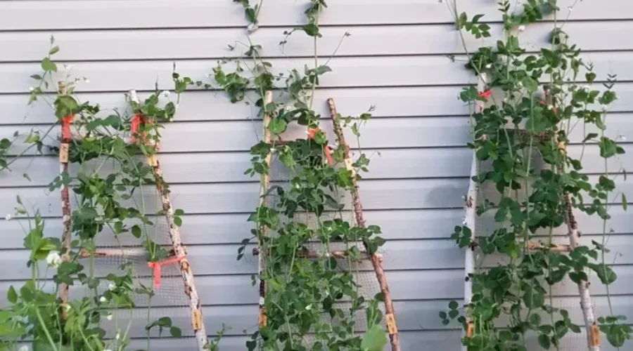 How Does YOUR Garden Grow
