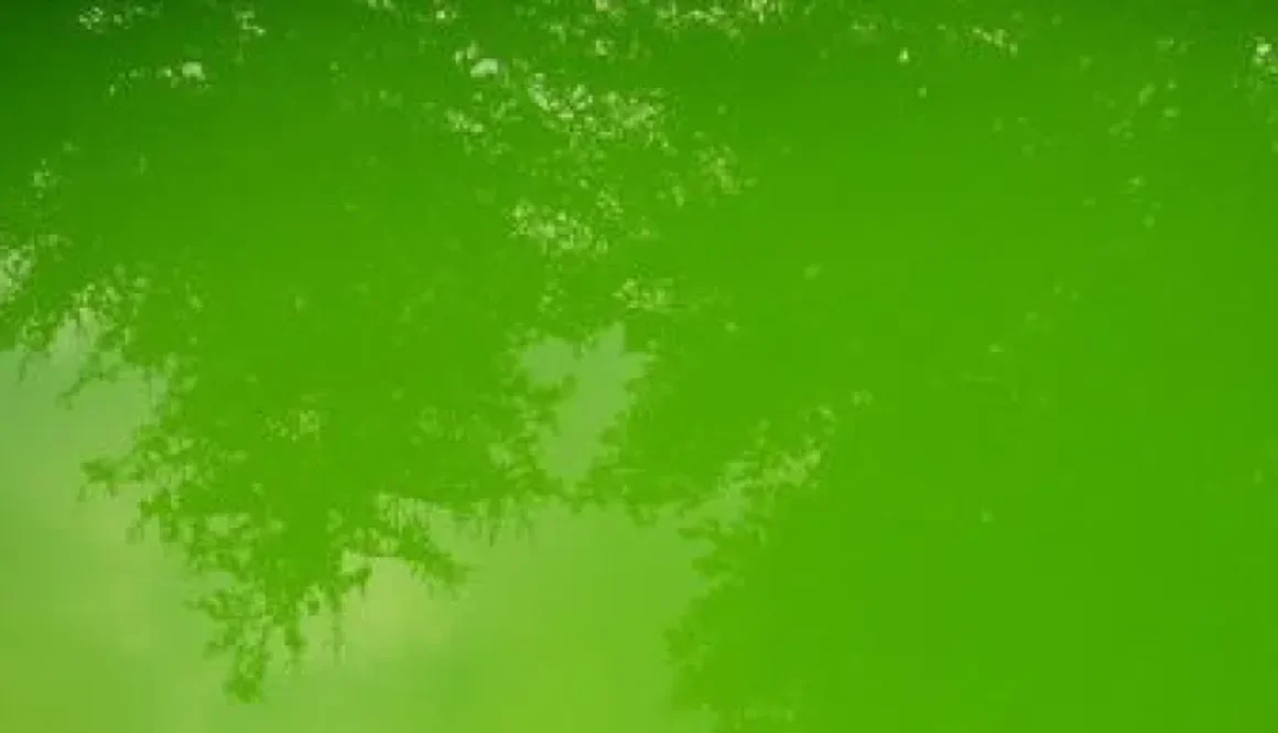 algae-1