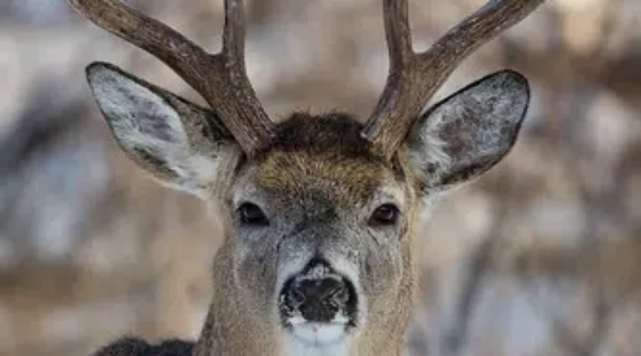 39007170054_3a2cac5127-1 Dryden Man Fined $5,300 For Deer Hunting Offences