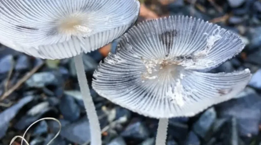Fall Changes On The Forest Floor
