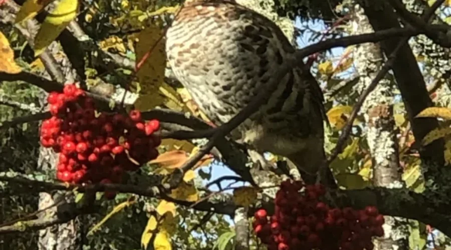 An Ear Falls Visitor