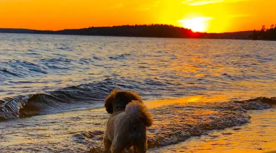 Tanya-Nugent-Tucker-enjoying-the-sunset-at-MNR-Beach-on-Abram-Lake-in-Sioux-Lookout-1 Sioux Lookout
