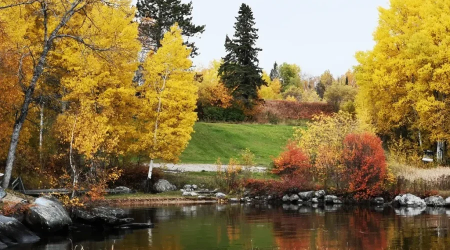 Fall Colours
