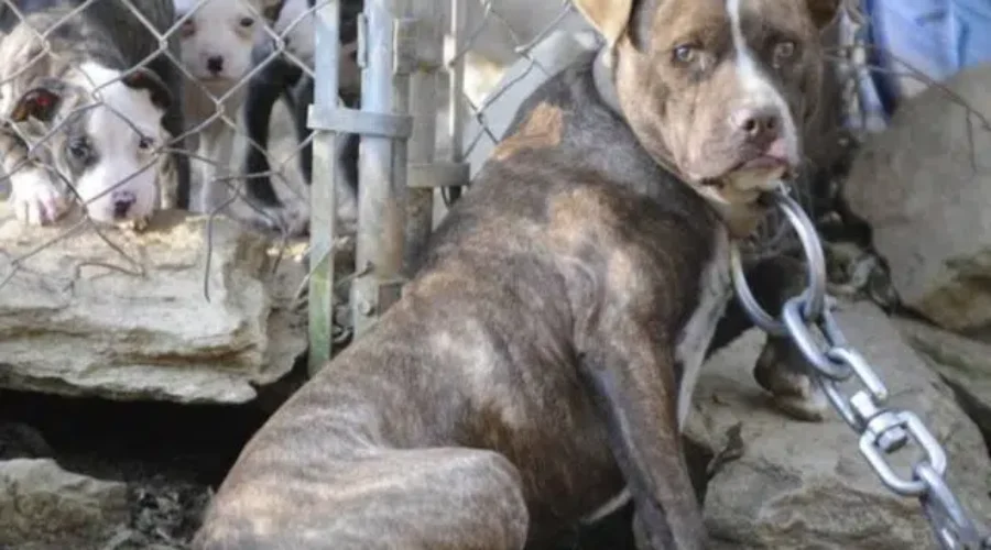 dog-fight-2-1 Animal Welfare Changes Coming In Ontario