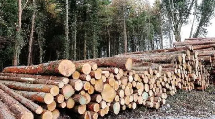 forestry-800x450-2 Public Input Now Accepted On Forestry Plan