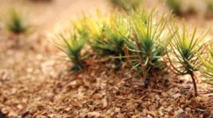 treeplant-1 50 Million Tree Program Is Back