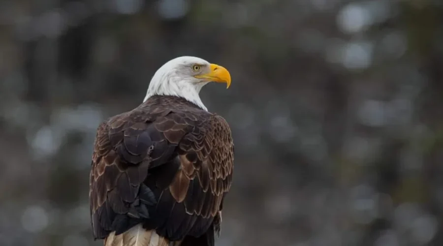 Bird Of Prey