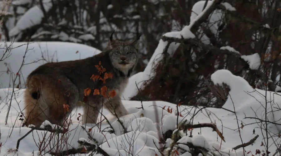 Lynx