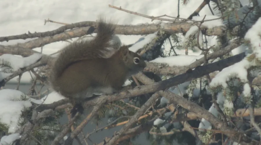 Winter Wildlife