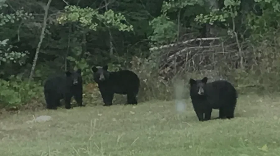 bears-800x450-2 Support Behind Possible Return Of Spring Hunt