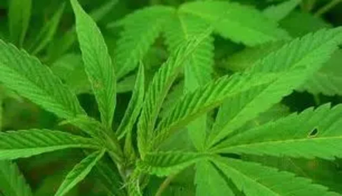 cannabis-sativa-1