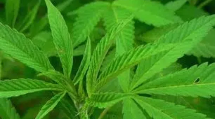 cannabis-sativa-1 Statistics Canada Compares Cannabis Price Gap