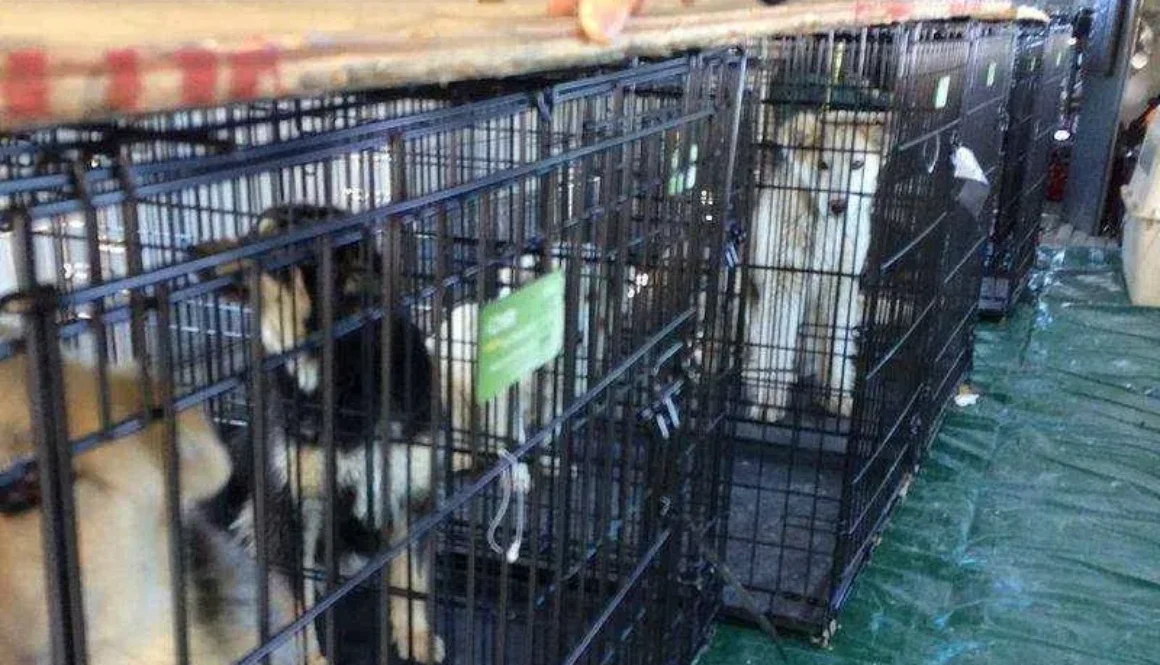 northern-dogs-supplied-1