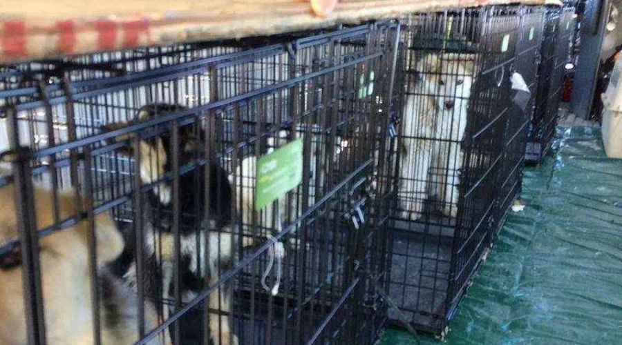 New Animal Welfare Rules In This Year