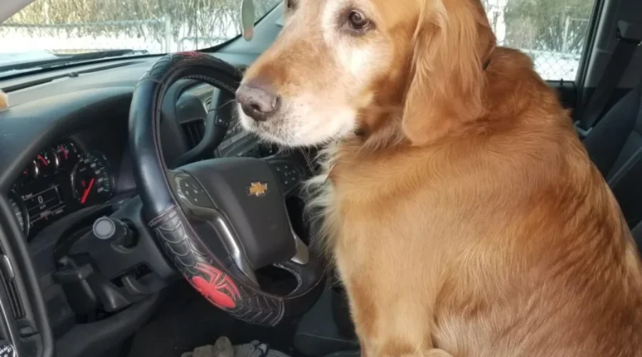 I’ll Be Dog-Gone….I’m Guilty