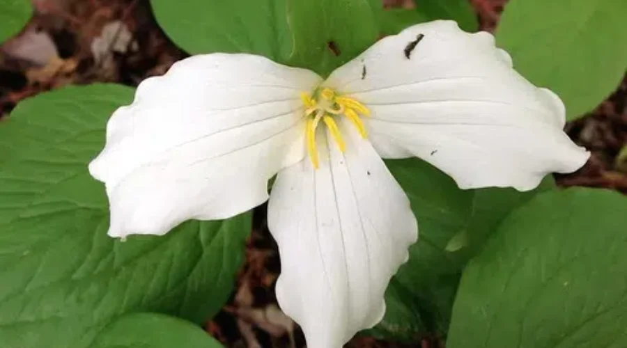 8930939864_75962f72eb-2-3 Ontario Emergency Order Extended