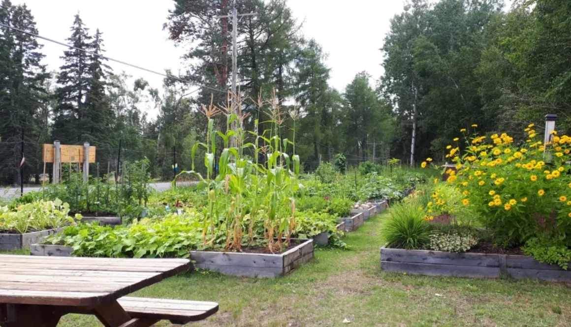 Community-garden-shuniah-e1586725852349