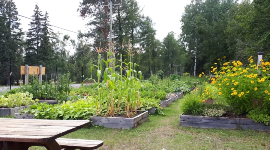 Community Garden Closure Lifted