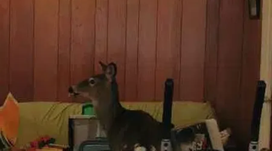 Dryden Household Treated To Unexpected Guest