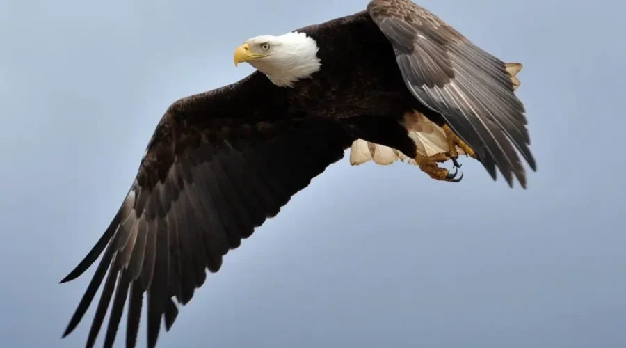 Majestic Bird Of Prey