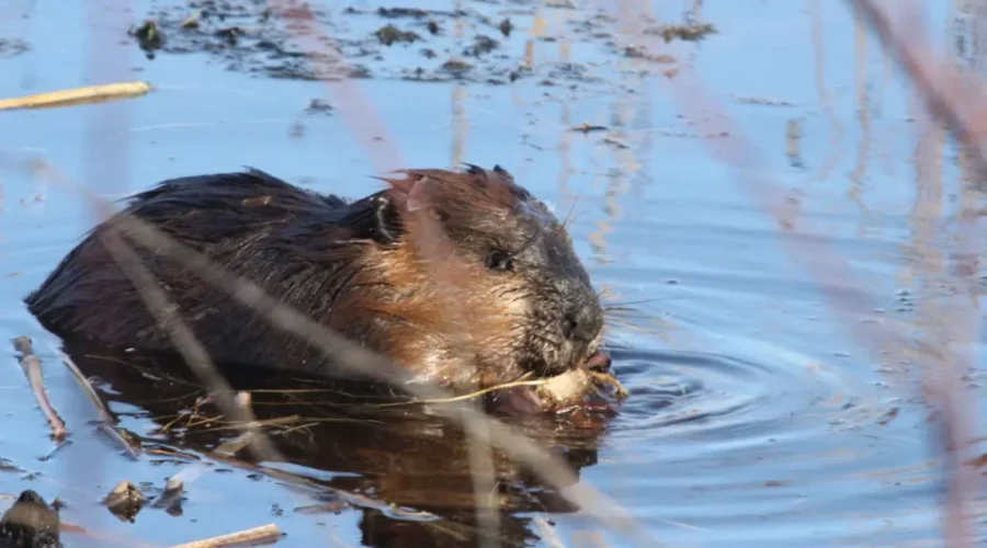 Thursday’s Photo Of The Day