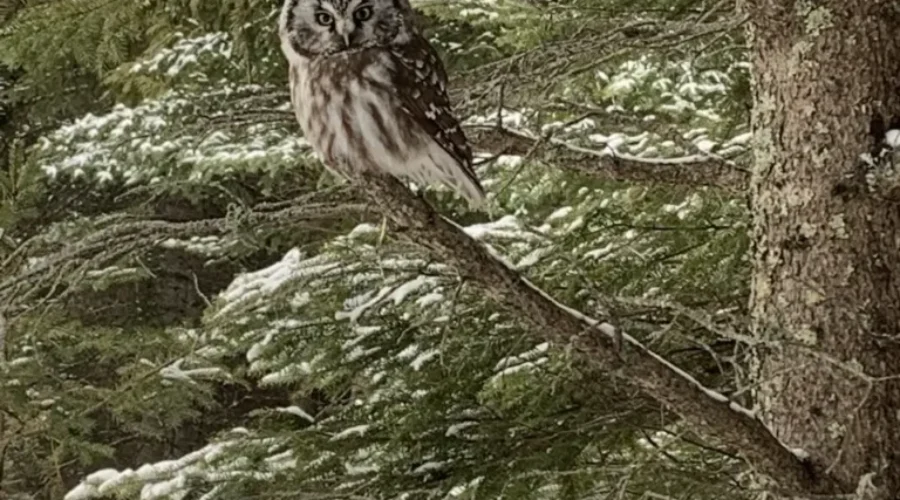 Photo-by-Sarah-Smith-Boreal-owl-seen-on-the-waterfront-close-to-Vermilion-Bay-1 ‘Whooo’ Are You Looking At?