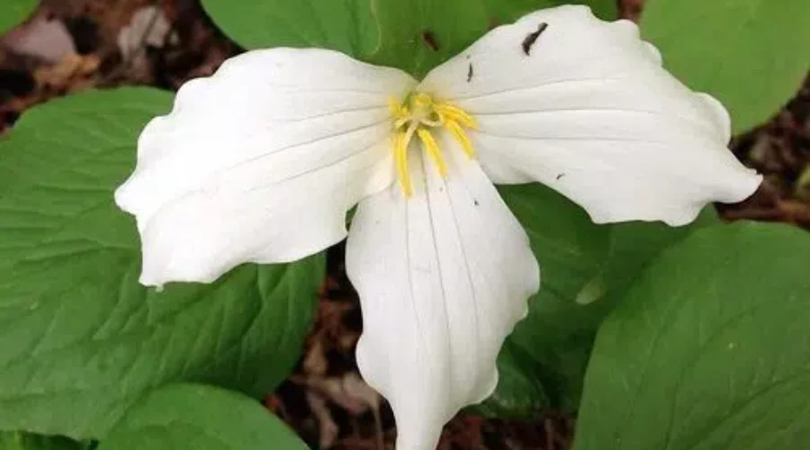 8930939864_75962f72eb-3-e1590143136634-1 Proposals Green-lit For COVID-19 Fund