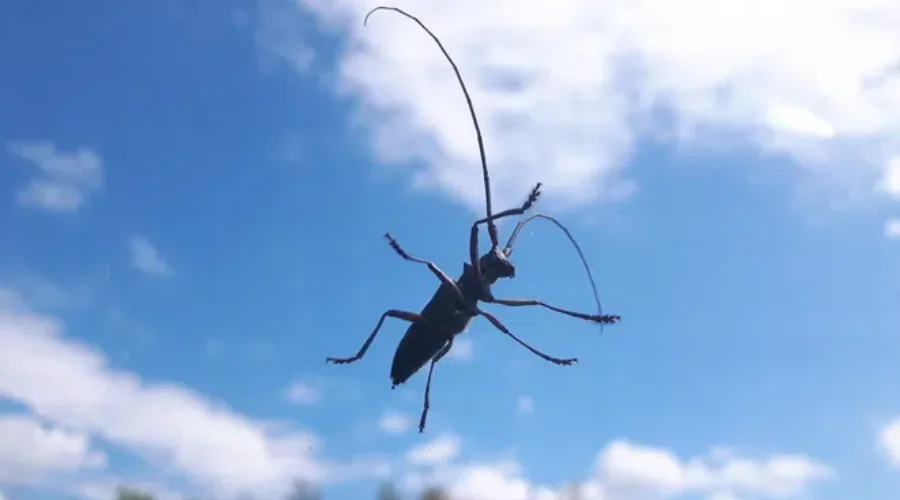 What ‘Bugs’ You?