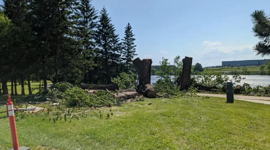 Two Old Trees Being Removed From Cooper Park