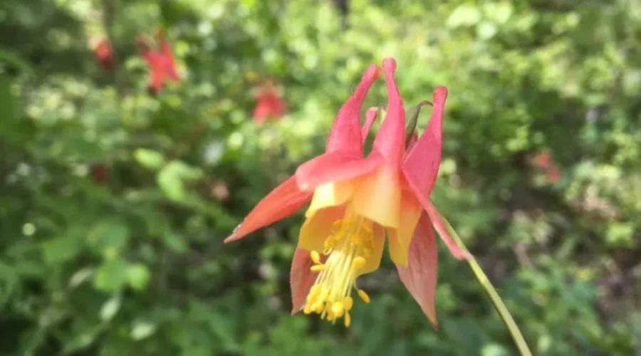 Backyard Beauty