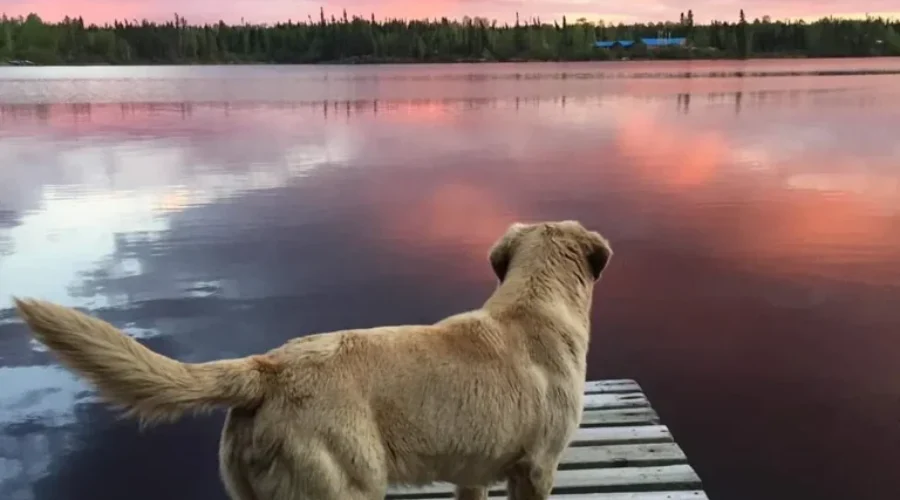 Dog Days Of Summer