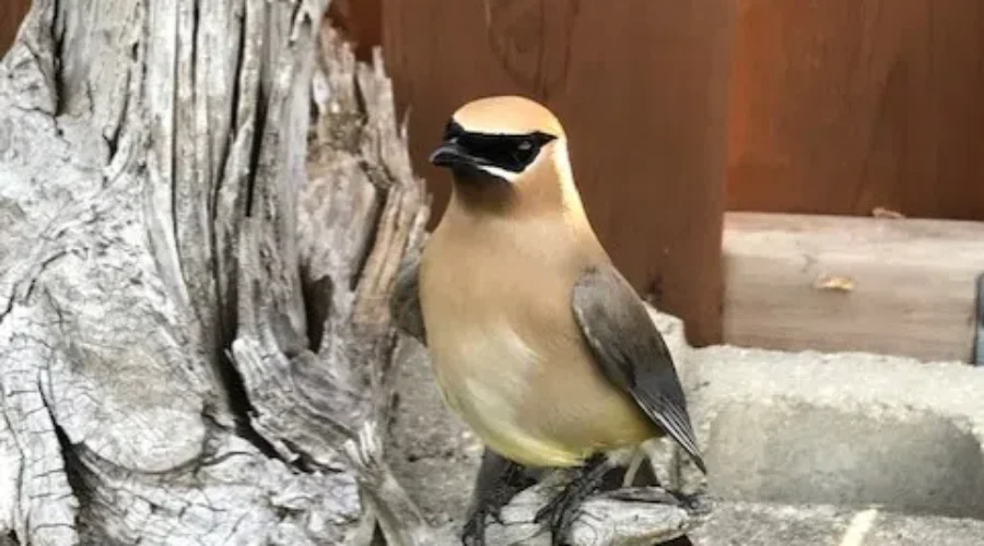Feathered Friend