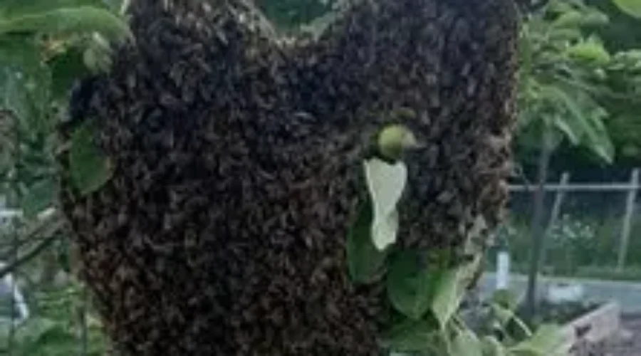 What The ‘Buzzzzzzz’ Is All About