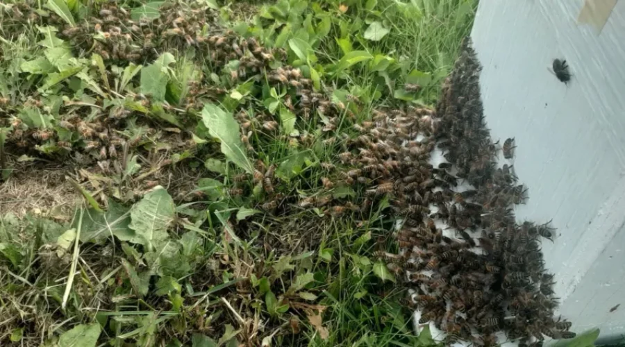 Bee-Swarm-2-1-1 Honeybee Support Sign Slogan – Vote Here Today!