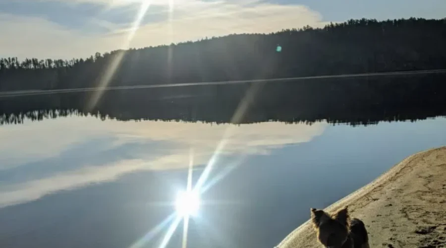 Say-hello-to-Milo-on-the-shore-of-Route-Lake-Photo-by-Nicole-LaPorte-1-1-1 Route Lake