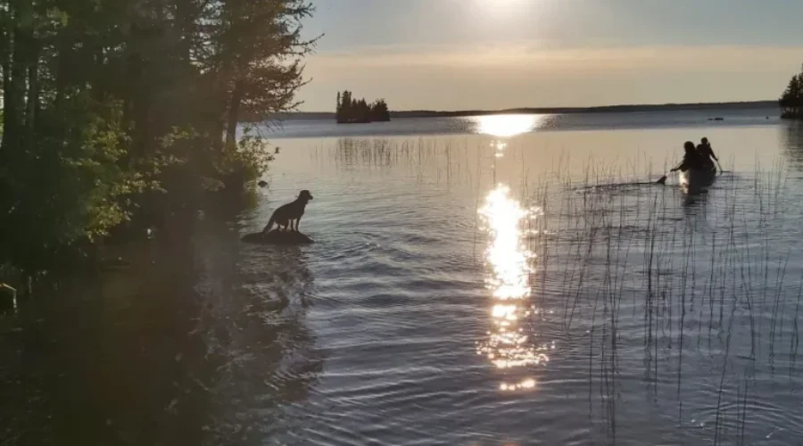 Thunder-Lake-Ziggy-wanted-to-go-on-a-canoe-trip-as-well-Photo-by-Kaci-Ketterer-1 Aren’t You Forgetting Someone?