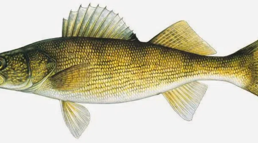 Take A Bite – What’s The Catch?